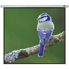 Electric 60x60 1:1 Motorized Projector Screen (vf)